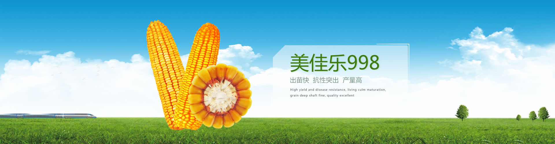 玉米種子