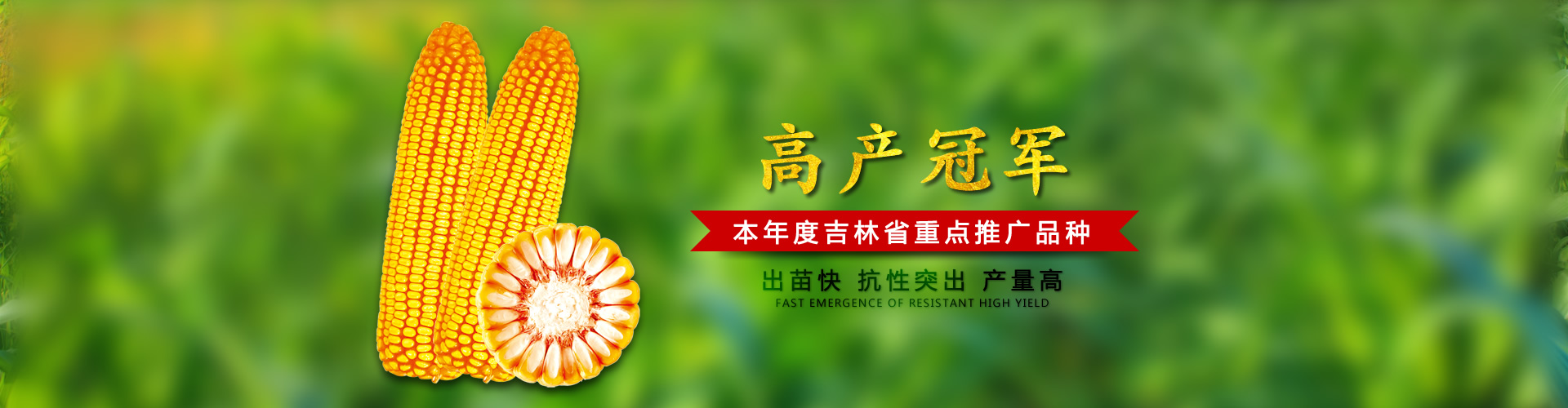 磐石玉米種子