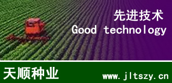 玉米種子