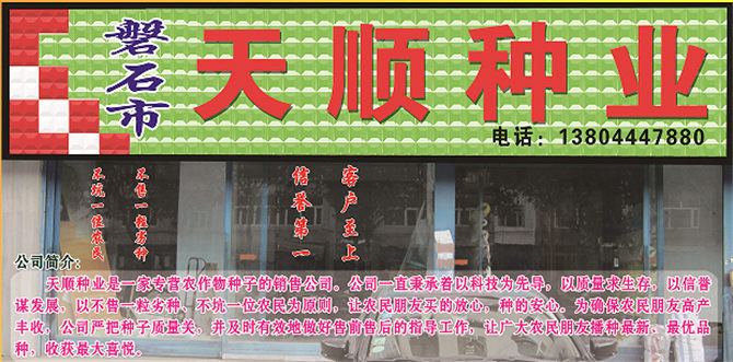 磐石玉米種子